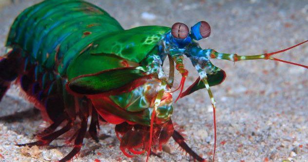 shutterstock 2136250711 mantis shrimp